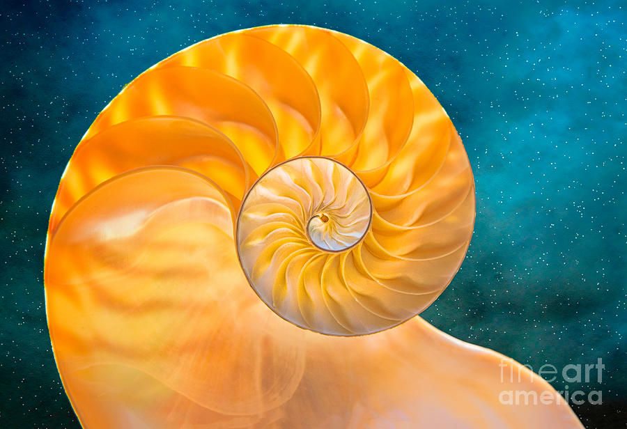Nautilus Shell Photograph by Mimi Ditchie