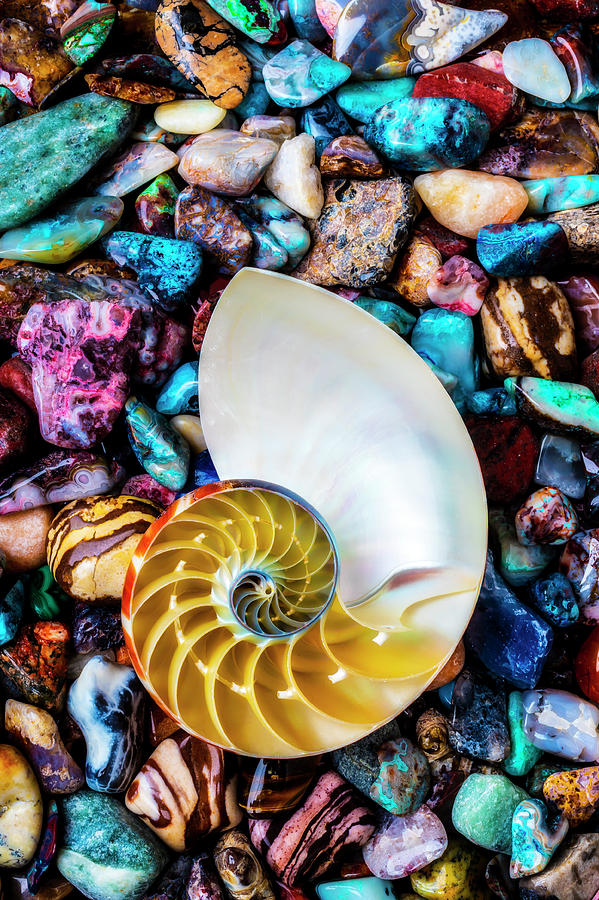 Nautilus Shell On Colorful Stones Photograph by Garry Gay