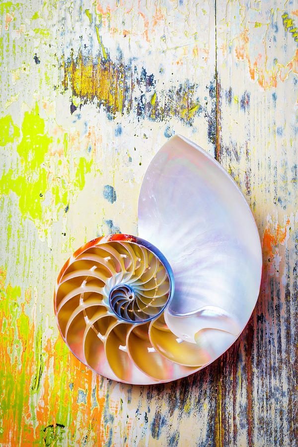 Nautilus Shell On Old Board Photograph by Garry Gay