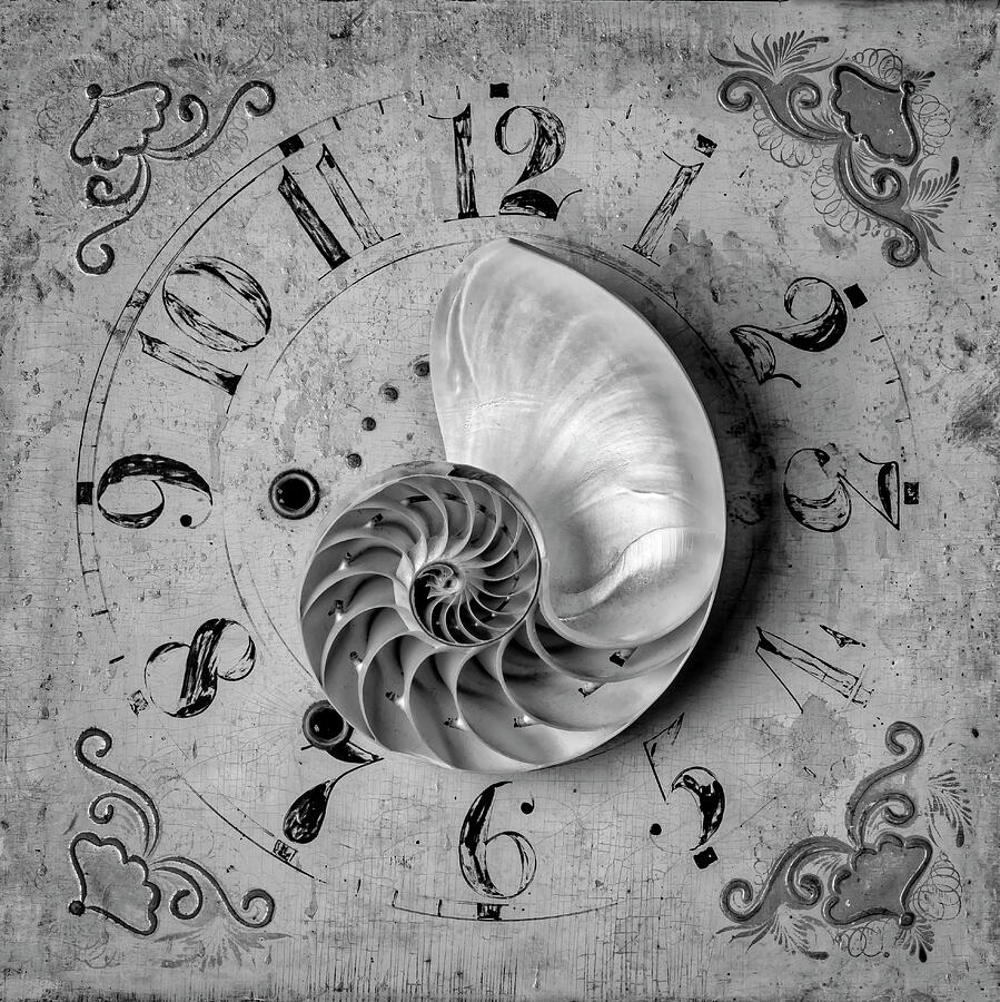 Nautilus Shell On Old Clock Face Photograph by Garry Gay