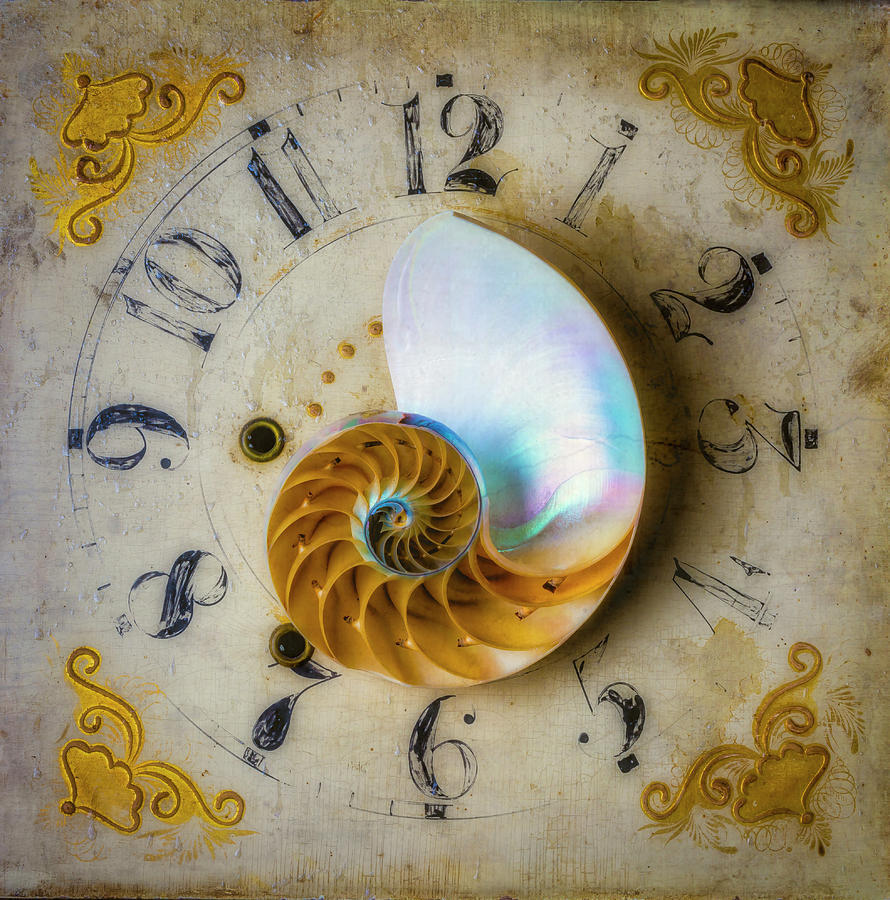 Nautilus Shell On Old Clock Photograph by Garry Gay