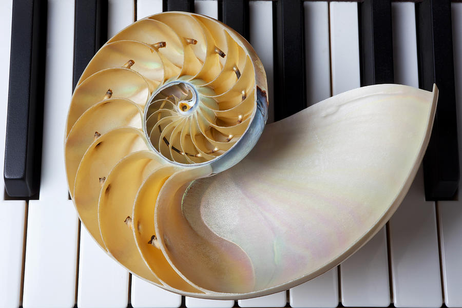 Shell Photograph - Nautilus shell on piano keys by Garry Gay