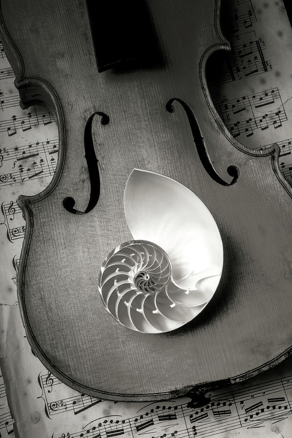 Nautilus Shell On Violin Photograph by Garry Gay