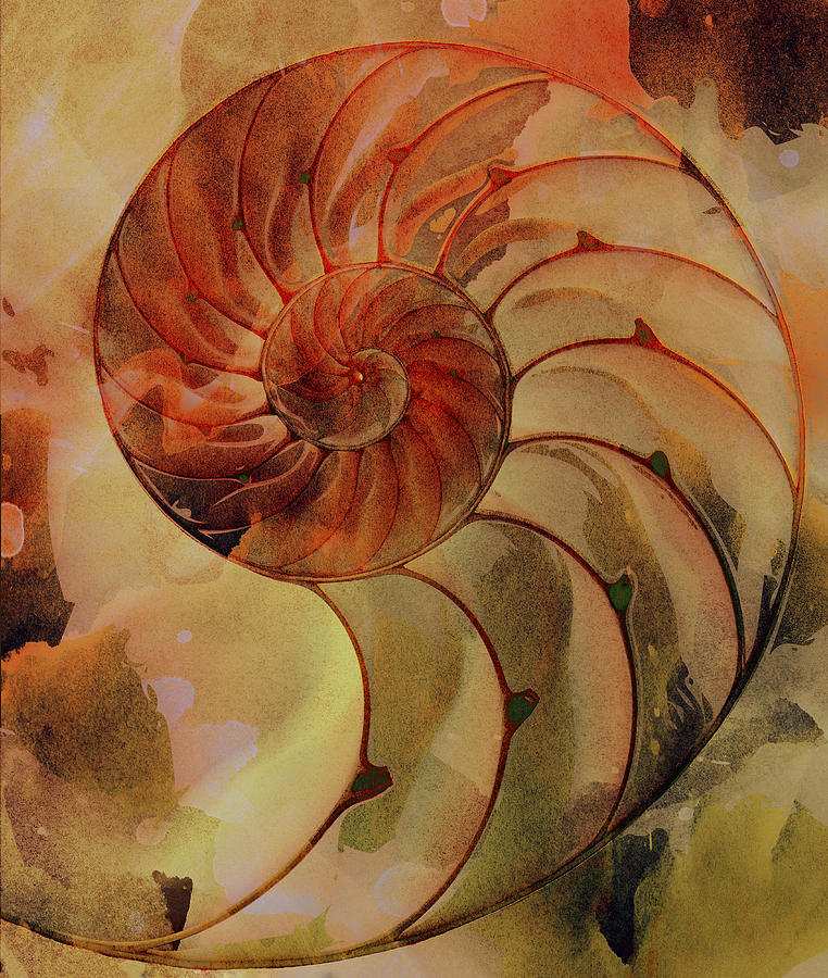 Nautilus Shell Orange Brown Digital Art by Clare Bambers