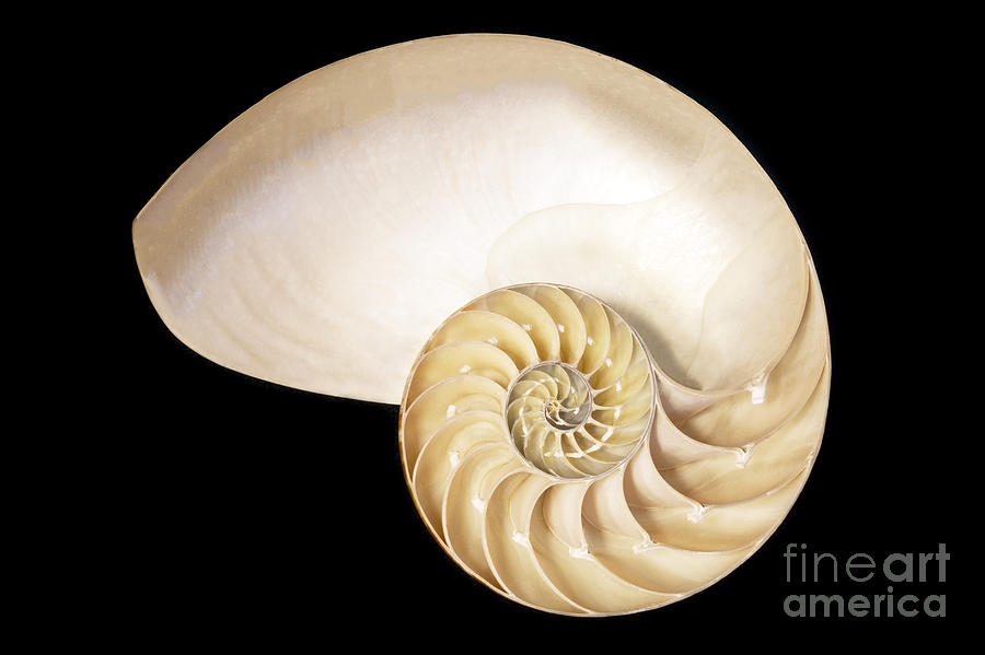 Nautilus Shell Photograph by Patty Colabuono