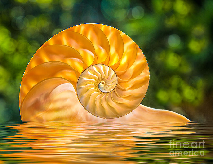 Shell Photograph - Nautilus Shell Submerged In Water by Mimi Ditchie