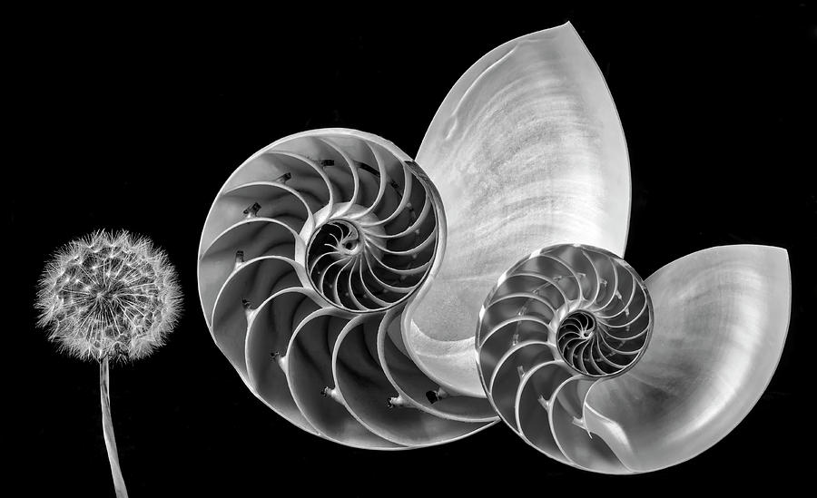 Nautilus Shells And Dandelion In Black And White Photograph by Garry Gay