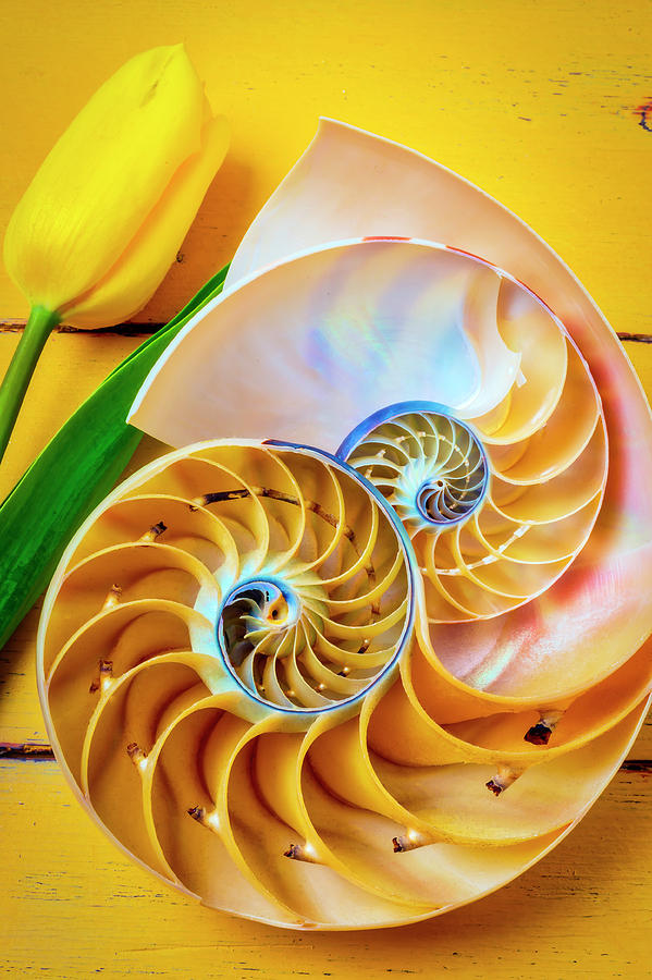 Nautilus Shells And Yellow Tulip Photograph by Garry Gay