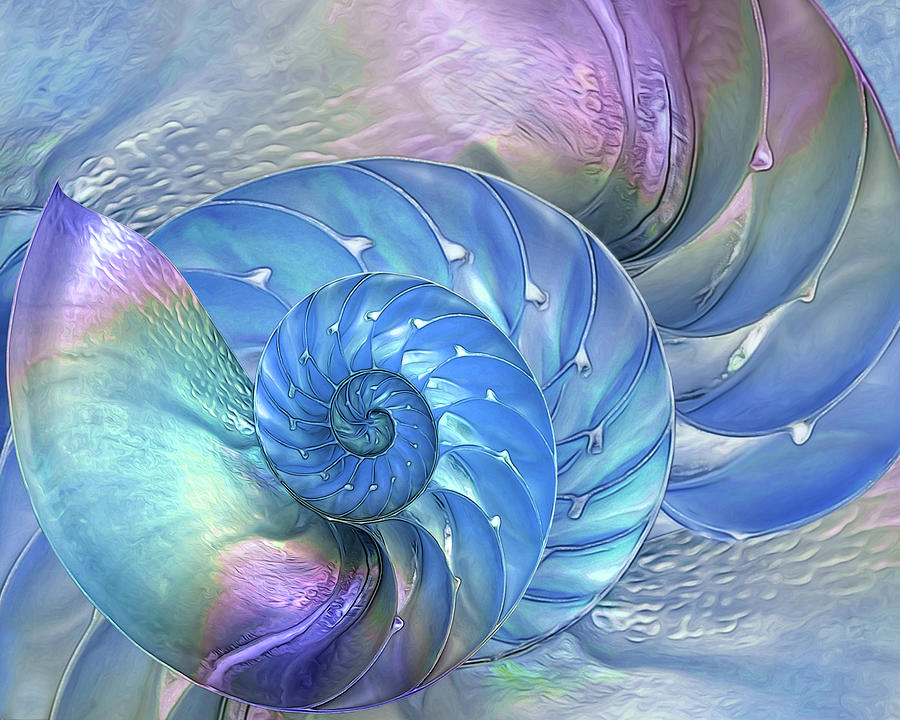 Abstract Photograph - Nautilus Shells Blue and Purple Horizontal by Gill Billington
