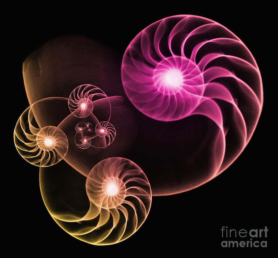 Nautilus Shells Photograph by Scott Camazine