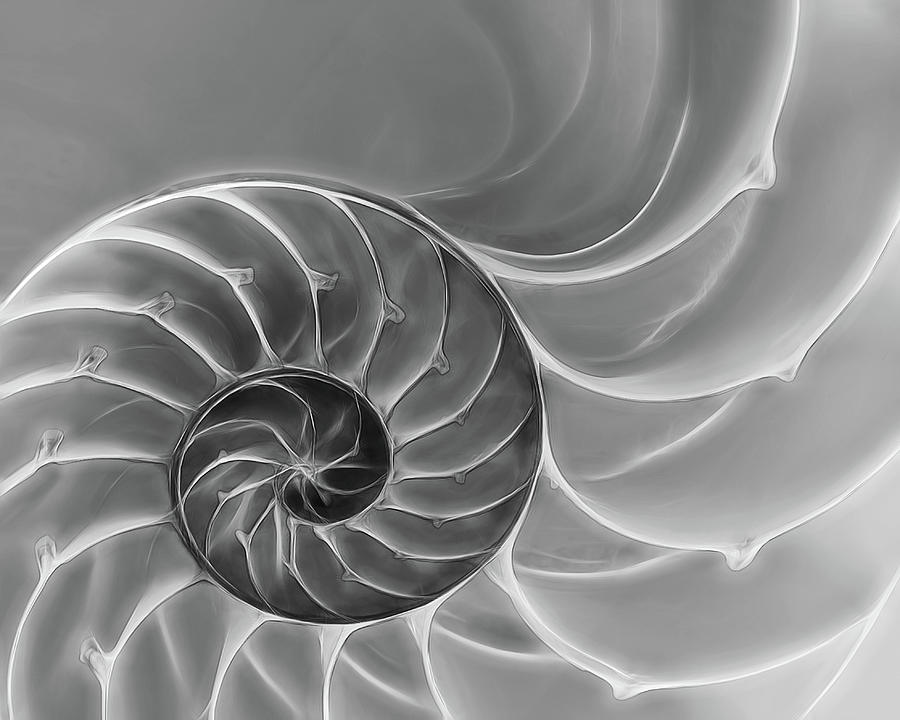 Nautilus Spiral Black and White Photograph by Gill Billington