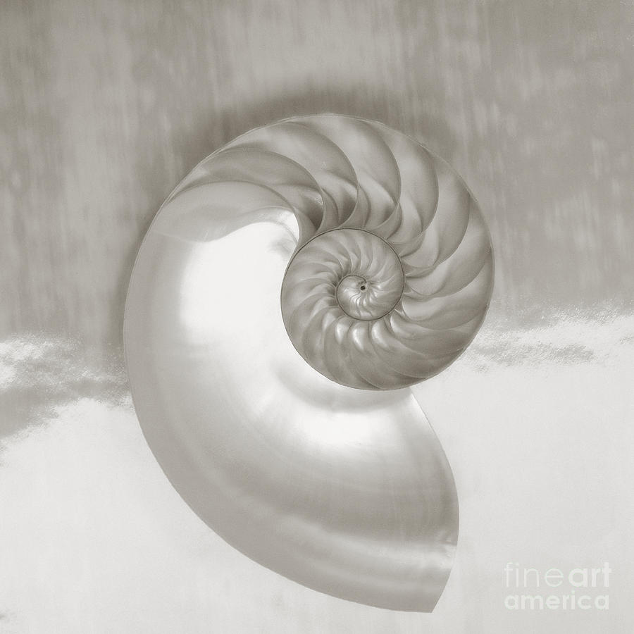 Nautilus Spiral Photograph by Kate Turning & Tom Gibson - Printscapes