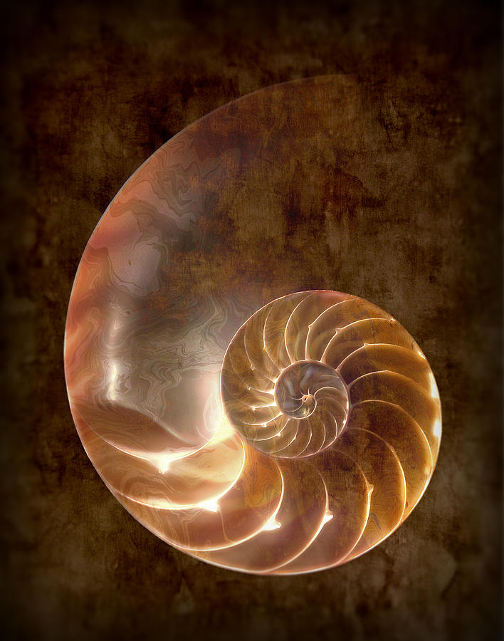 Nautilus Photograph - Nautilus by Tom Mc Nemar