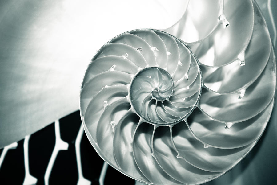 Nautilus Wave Photograph by Colleen Kammerer
