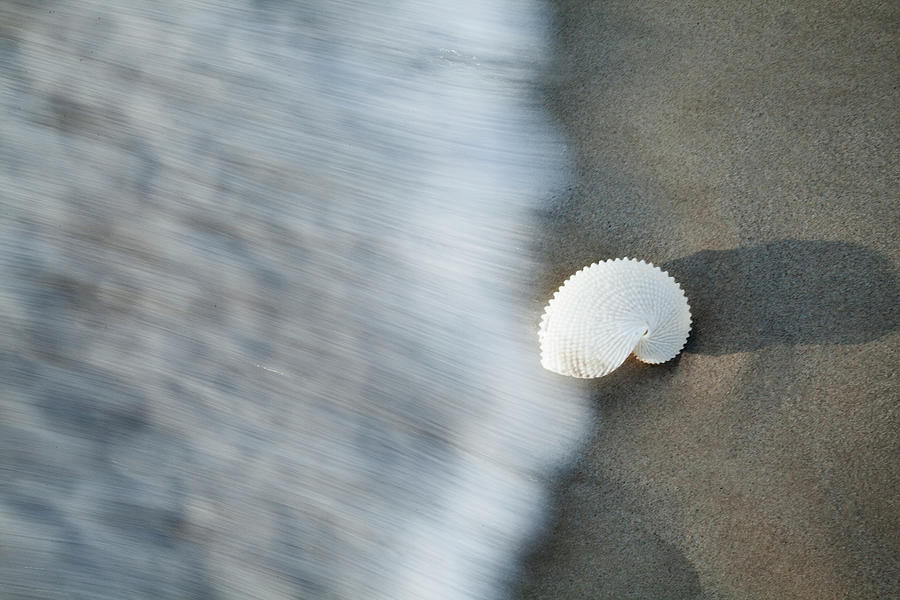 Nautilus Wave. Photograph by Sean Davey