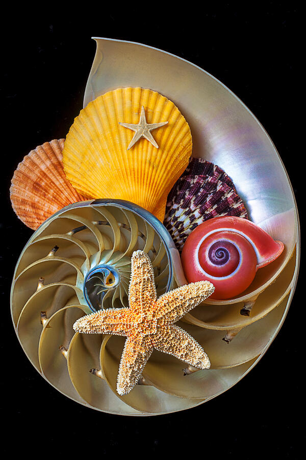 Shell Photograph - Nautilus with sea shells by Garry Gay