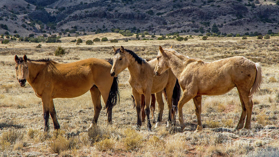 Navajo Horses Photograph by Stephen Whalen