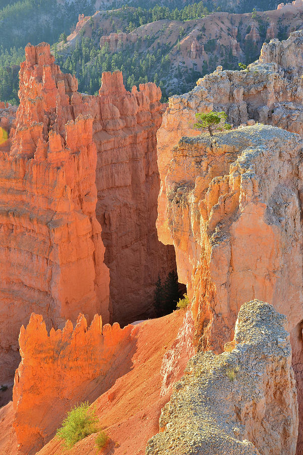 Navajo Loop Trail Sunrise Photograph by Ray Mathis
