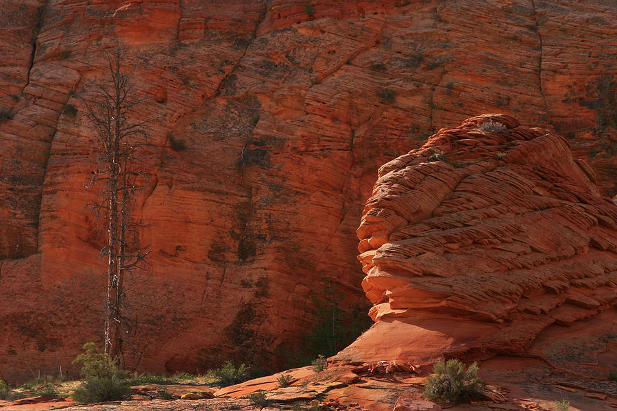 Navajo Sandstone Photograph by Inge Riis McDonald