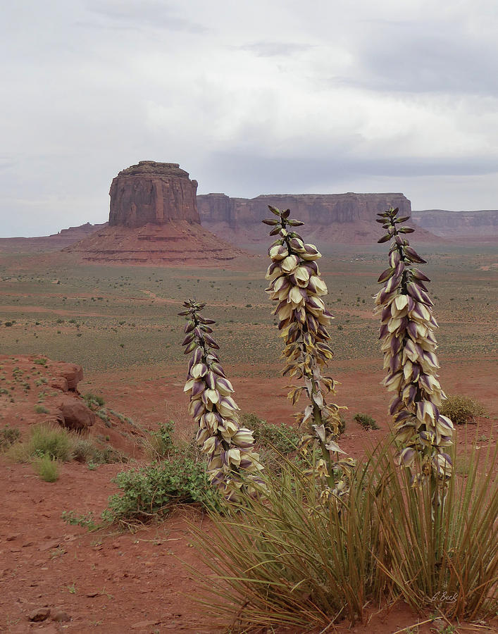 Navajo Territory Photograph by Gordon Beck