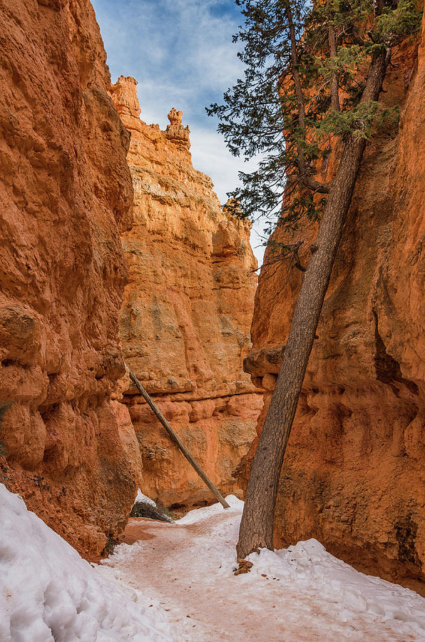Navajo Trail Tree Photograph by Greg Nyquist