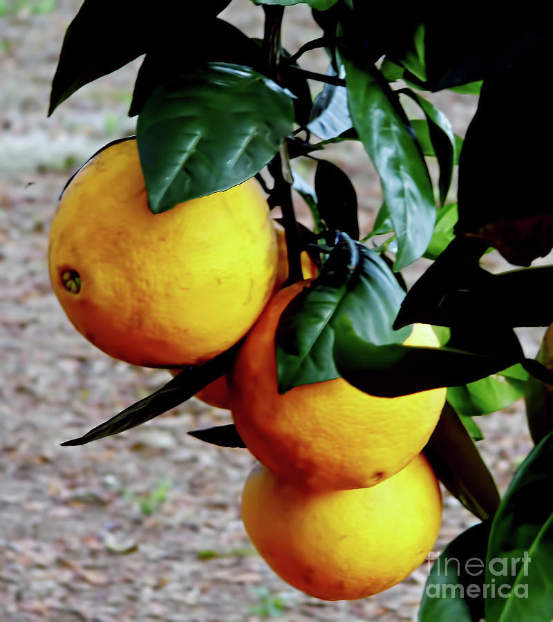 Naval Oranges On The Tree Photograph by D Hackett