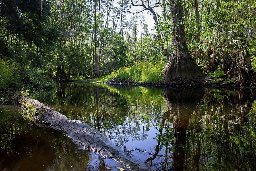 Navigating Shingle Creek Photograph by William Haas - Fine Art America