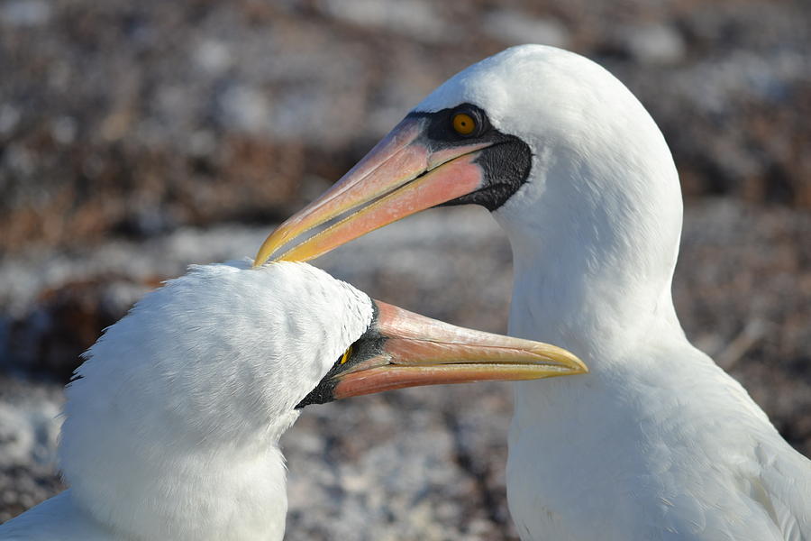 Nazca Boobie Couple Photograph by Ann and John Cinnamon - Pixels