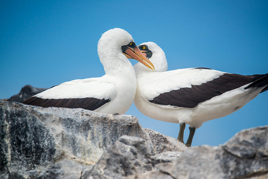 Nazca Booby Foreplay Photograph by Harry Strharsky