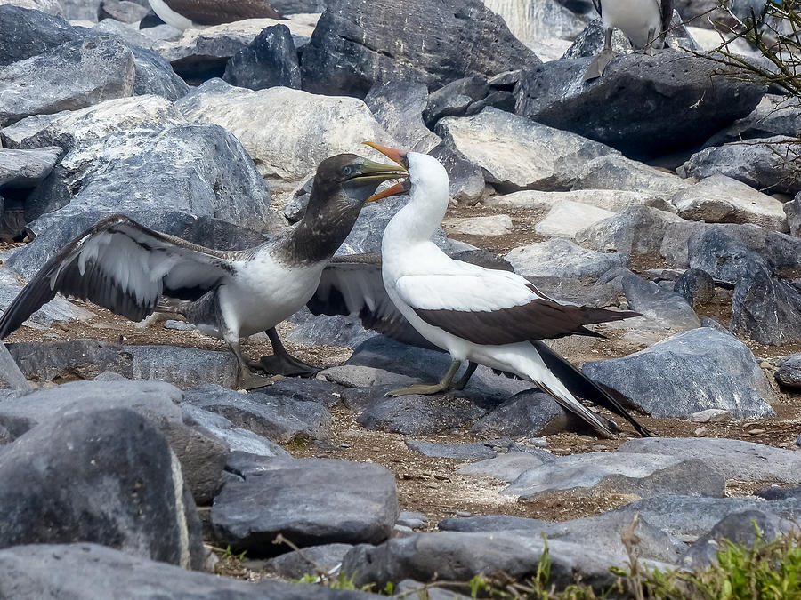 Nazca Booby Mother Feeding Chick Photograph by Harry Strharsky