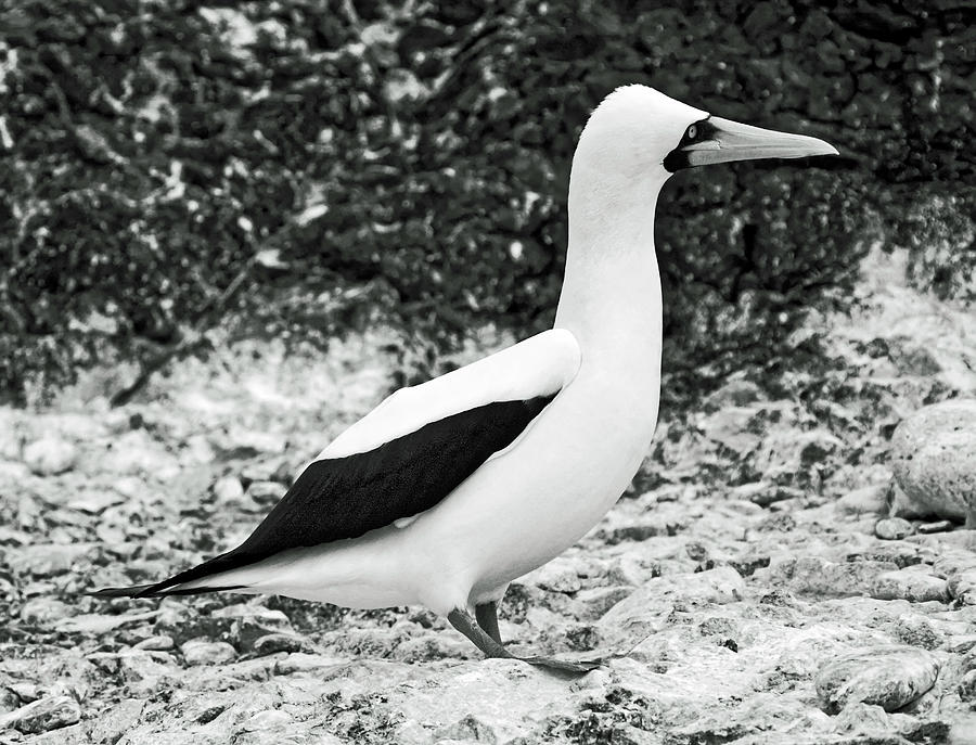 Nazca Booby Side View Photograph by Sally Weigand