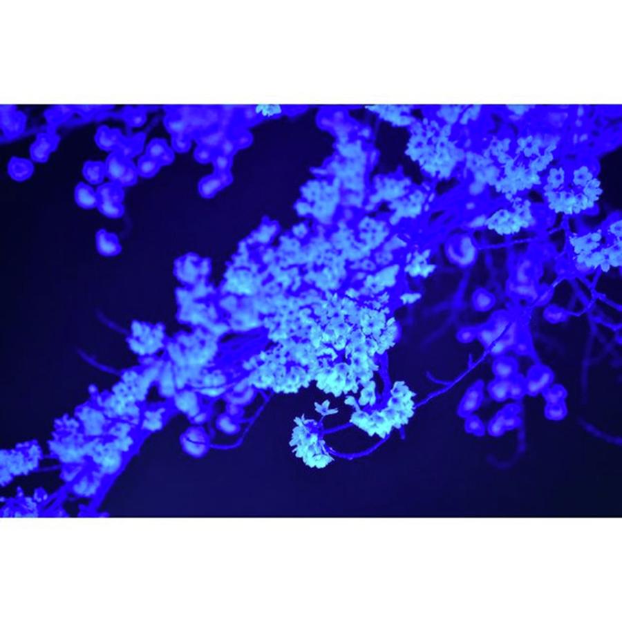 Spring Photograph - .
blue Spring
.
.
#nikon #35mm by Miyuto Satoh