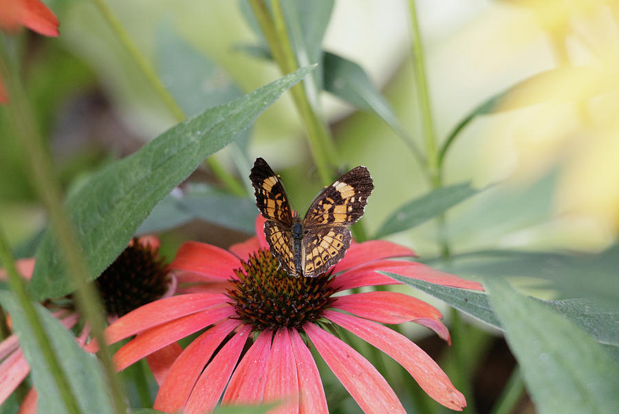 NC Arboretum butterflies 3 Photograph by Matt Sexton