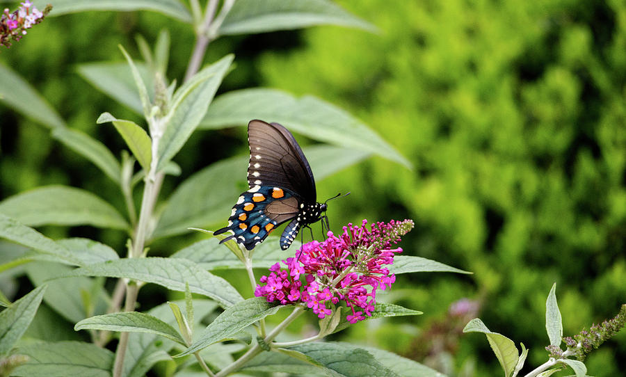 NC Arboretum butterflies 4 Photograph by Matt Sexton NC Arboretum butterflies 4 Photograph by Matt Sexton