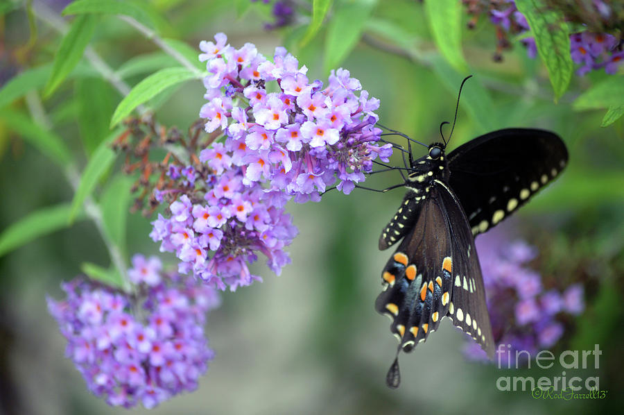 NC Butterfly Photograph by Rod Farrell
