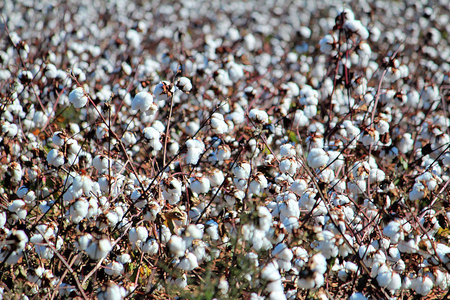 NC Cotton Photograph by Cynthia Guinn