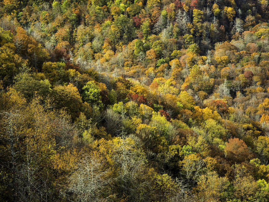 NC Fall Foliage 0545 Photograph by Bob Neiman - Fine Art America