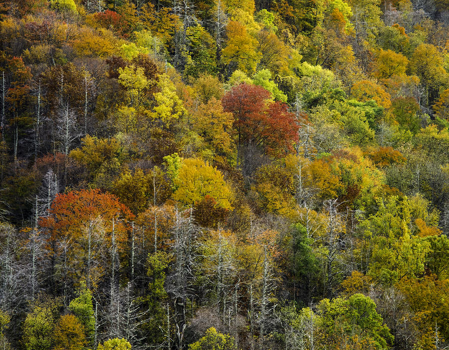 NC Fall Foliage 0561 Photograph by Bob Neiman - Fine Art America