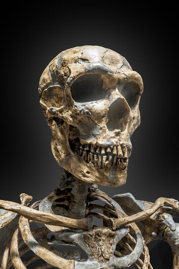 Neanderthal Man Skeleton Photograph by Gary Warnimont