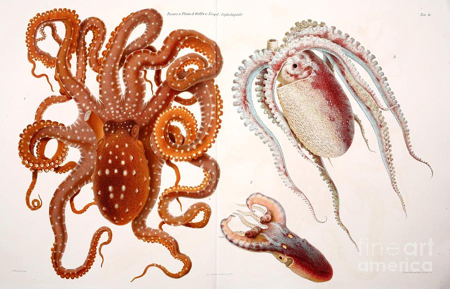 Neapolitan Cephalopods Painting by Celestial Images