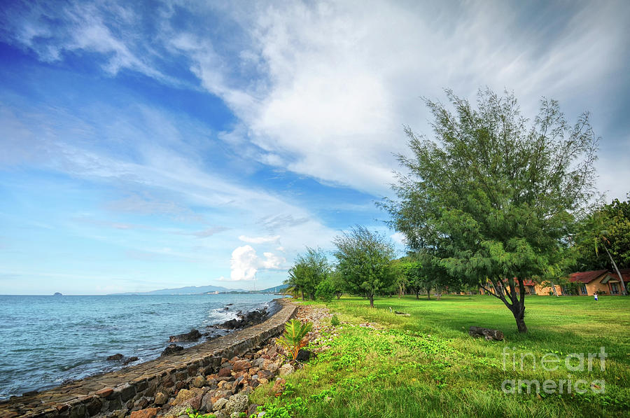 Tree Photograph - Near The Shore by Charuhas Images
