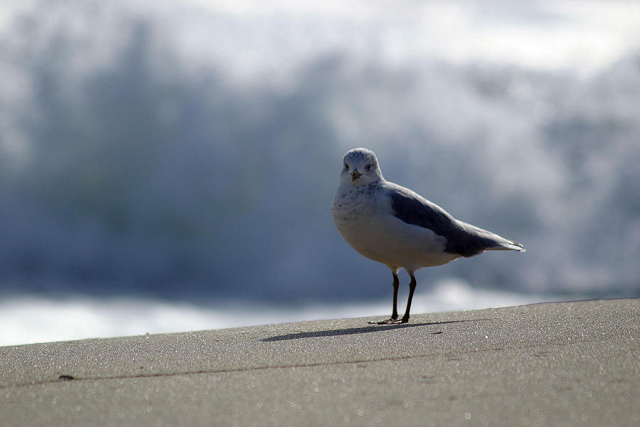 Seagull Photograph - Near The Surf by Mary Haber