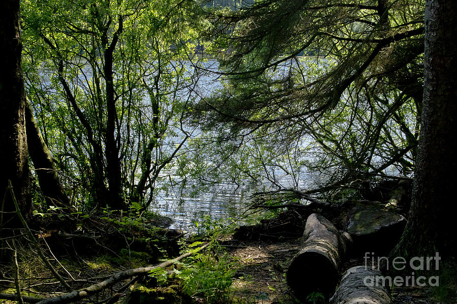Near water of the forest lake. Photograph by Elena Perelman