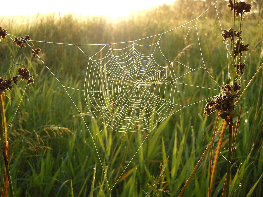 Nearly Perfect Spider Web Photograph by Kent Lorentzen