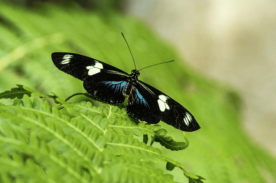 Butterfly Photograph - Neat Tropical Butterfly Resting by Douglas Barnett
