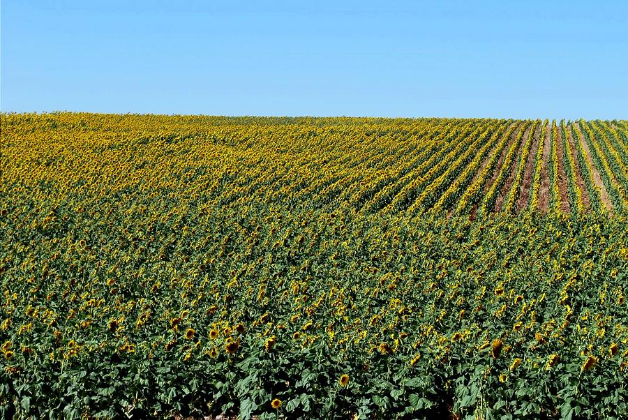 Nature Photograph - Nebraska Field of Sunflowers - Landscape View by Matt Quest