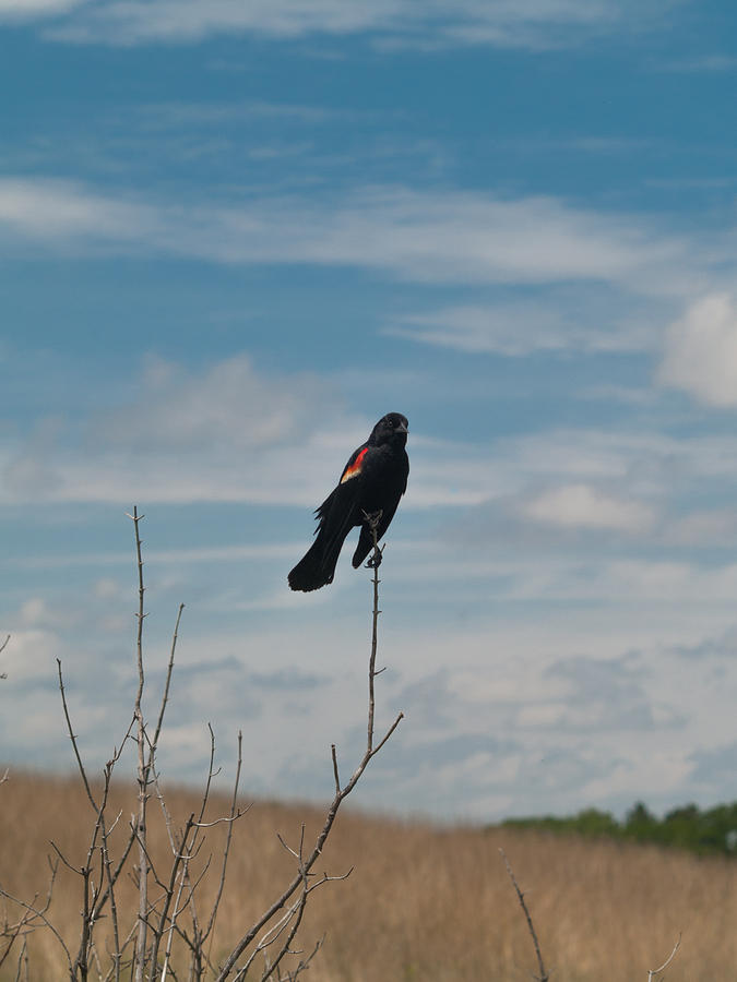 Nebraska Red-Winged Black Bird Photograph by Joshua House