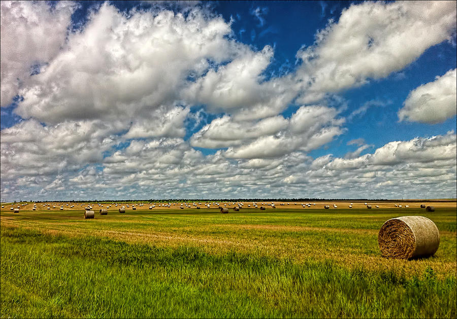 Nebraska Wheat Fields Photograph by Ginger Wakem