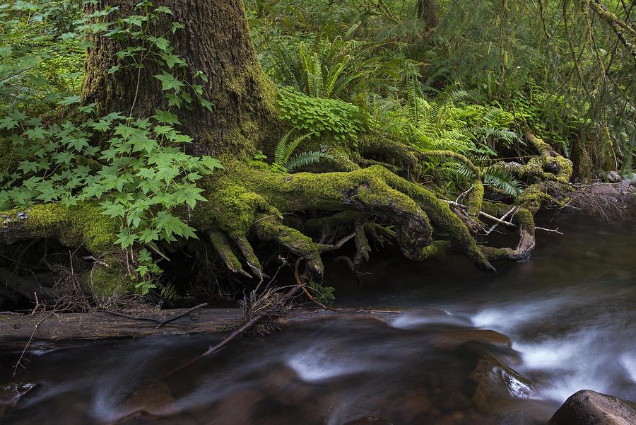 Necarney Creek Photograph by Robert Potts