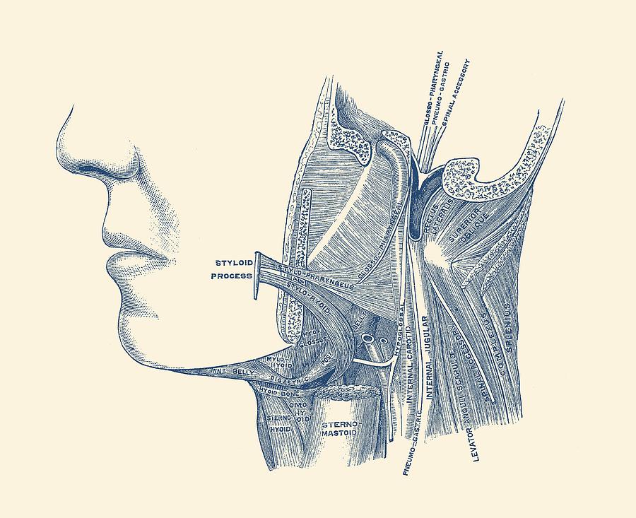 Neck and Jaw Muscular Diagram - Vintage Anatomy Drawing by Vintage Anatomy Prints